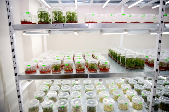 Sakarya'da üretimi zor binlerce bitki türü sağlıklı koşullarda filizleniyor